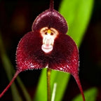 200+ Monkey Orchid Seeds for Planting, Perennial Rare Monkey Orchid Seed, Non-GMO Dracula Flowers Seeds for Bonsai Decoration, Home Garden