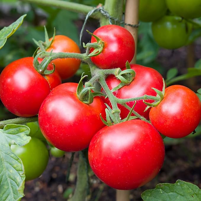 Bonnie Plants Big Beef Tomato 19.3 oz. 4-pack