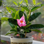 Pink Mandevilla Plant with Trellis - Live Flowering Plant - Tropical Plants of Florida - 18" to 20" Overall Height, 18" Hoop - 1 Gallon (Plant Only)