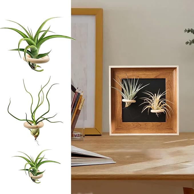 12 PCS Magnetic Air Plant Holder, Wooden Round Refrigerator Magnet Planter Stand in 3 Sizes, Mini Wall Mount Air Plant Holder Ring for Tillandsia, Bromeliads, Dried Flowers, Office & Home Décor