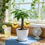 Money Tree Live Plants, Easy to Grow Indoor Houseplants in 4-Inch White Plastic Pot, with Decorative Card C