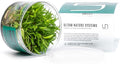 Ultum Nature Systems Cryptocoryne Wendtii Green Gecko Tissue Culture Live Plant for Aquarium, Aquascape, Freshwater Fish Tanks - 100% Snail Free in Vitro