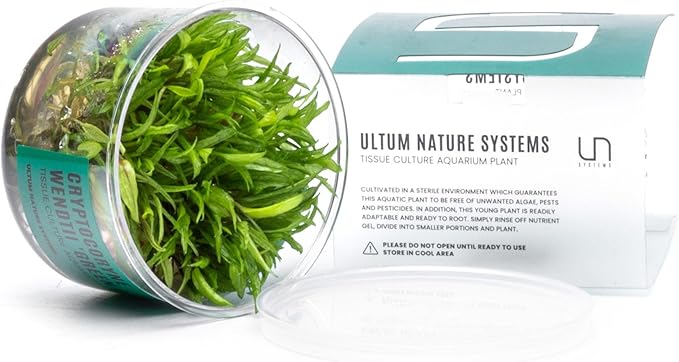Ultum Nature Systems Cryptocoryne Wendtii Green Gecko Tissue Culture Live Plant for Aquarium, Aquascape, Freshwater Fish Tanks - 100% Snail Free in Vitro