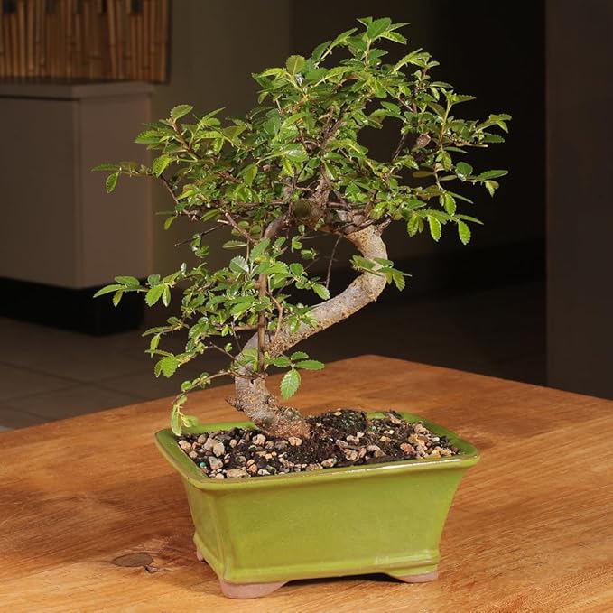 Chinese Elm
