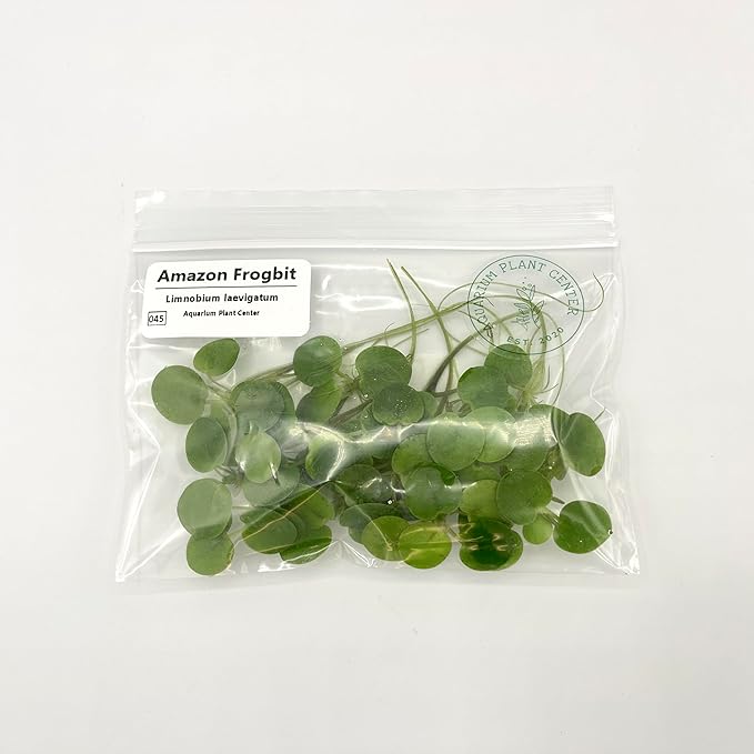 Amazon Frogbit, Limnobium laevigatum, Live Aquarium/Aquatic/Freshwater/Floating/Pond Plant/Planted Tank/Aquascaping/Paludarium by Aquarium Plant Center (12 Plants (36+ Leaves))