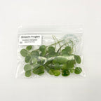 Amazon Frogbit, Limnobium laevigatum, Live Aquarium/Aquatic/Freshwater/Floating/Pond Plant/Planted Tank/Aquascaping/Paludarium by Aquarium Plant Center (12 Plants (36+ Leaves))