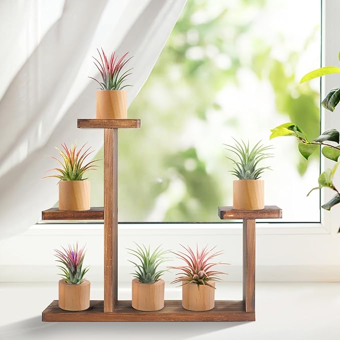 Bigmeta 6 Pcs Wood Air Plant Holder - 1.2" Rustic Style Airplant Display Stands for Women Gifts