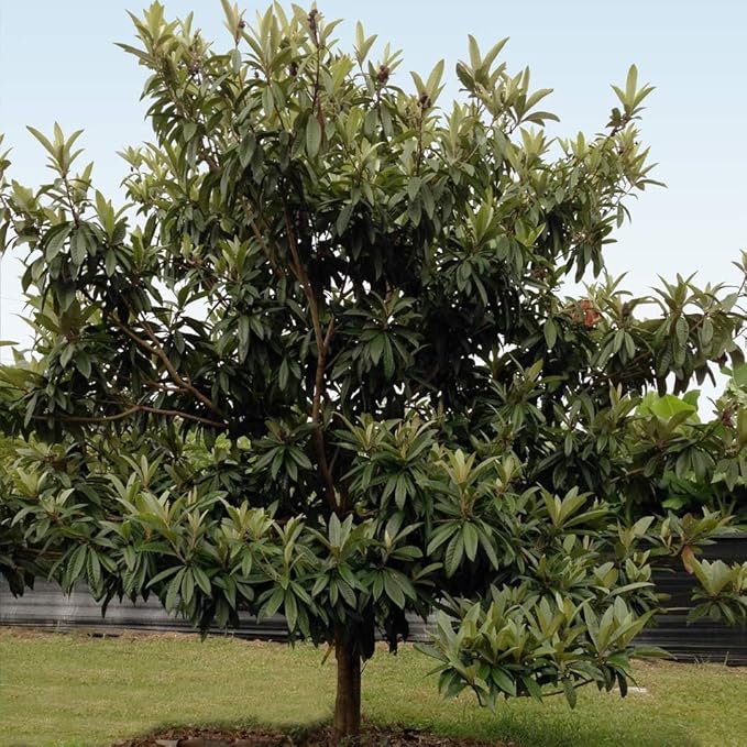 Brighter Blooms - Cold Hardy Avocado Tree, 3-4 ft. - No Shipping to AK, AZ, HI, OR
