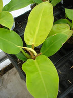 Philodendron Moonlight - Live Plant in a 4 Inch Growers Pot - Philodendron 'Moonlight' - Extremely Rare Indoor Air Purifying Houseplant