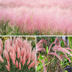 Pink Ornamental Grass Seeds Mix for Planting - 250+ Seeds: Pink Muhly, Pampas & Foxtail Set for Vibrant Garden Borders & Landscaping, Perennial Flowering Displays