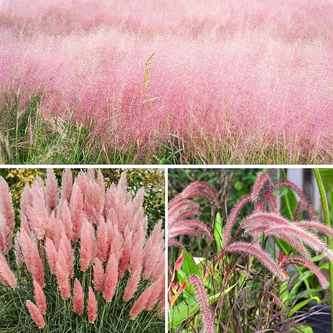 Pink Ornamental Grass Seeds Mix for Planting - 250+ Seeds: Pink Muhly, Pampas & Foxtail Set for Vibrant Garden Borders & Landscaping, Perennial Flowering Displays