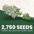 Catnip – 2,750 Premium Seeds for Planting – Fragrant Herb for Pets & Pollinators – 2026 Season – 2 Gram Pouch