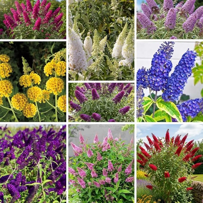 Random Butterfly Bush Live Shrub Plant Shrub, Buddleia Bush Well Rooted, 5 to 10 Inc Tall