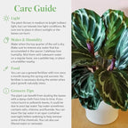 American Plant Exchange Calathea Medallion - 6-Inch with Pot Cover – Live Pet-Friendly Indoor Houseplant with Wavy Green Leaves for Low-Light Homes, Offices, Bedrooms & Shelf Décor