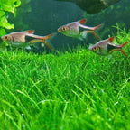 Freshwater Aquarium Decor, Easy Growing Dwarf Carpet for Fish Tank/Terrarium, Natural Aquatic Plant Growth Material – 1 Pack (Short Hair)