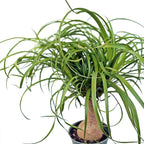 Live Ponytail Palm, Bottle Palm, Elephant Foot Tree, Rare Houseplant, Palm Tree Indoor Potted Plant, Birthday Gift, Housewarming Gift, Christmas Gift in 6" Pot