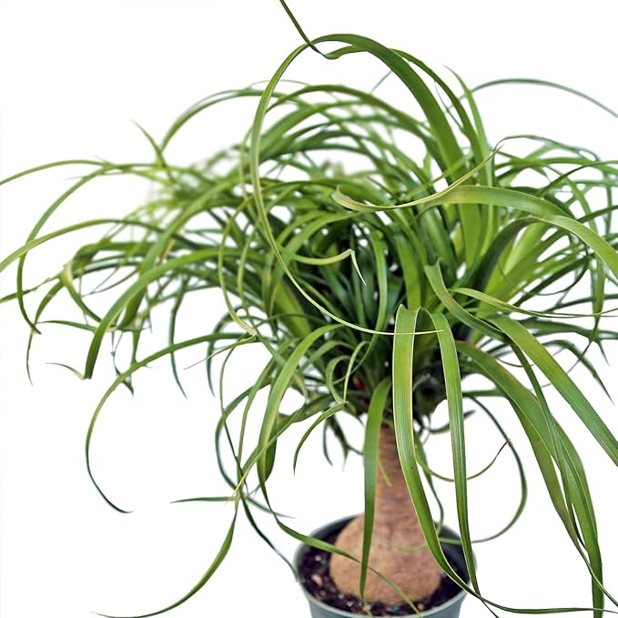 Live Ponytail Palm, Bottle Palm, Elephant Foot Tree, Rare Houseplant, Palm Tree Indoor Potted Plant, Birthday Gift, Housewarming Gift, Christmas Gift in 6" Pot