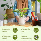 Philodendron Birkin Live Plant in 4" Pot - Philodendron Plant Live Easy to Care and Grow - Indoor Air Purifying Houseplants for Home Office Wedding Decor & Birthday Gift (Heat Pack Included)