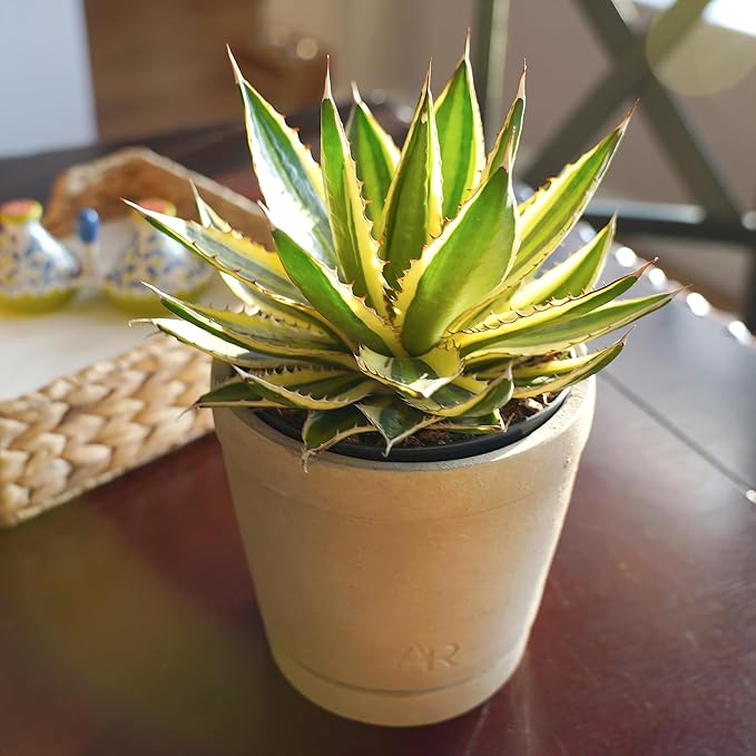 Altman Plants lophantha Quadricolor Agave Plant, Exotic Succulent, Live Plant Decor, Exotic Plants & Rare Plants, Real Plants Live Succulents Plants Live Houseplants, Rare Succulent Plants Live Plants