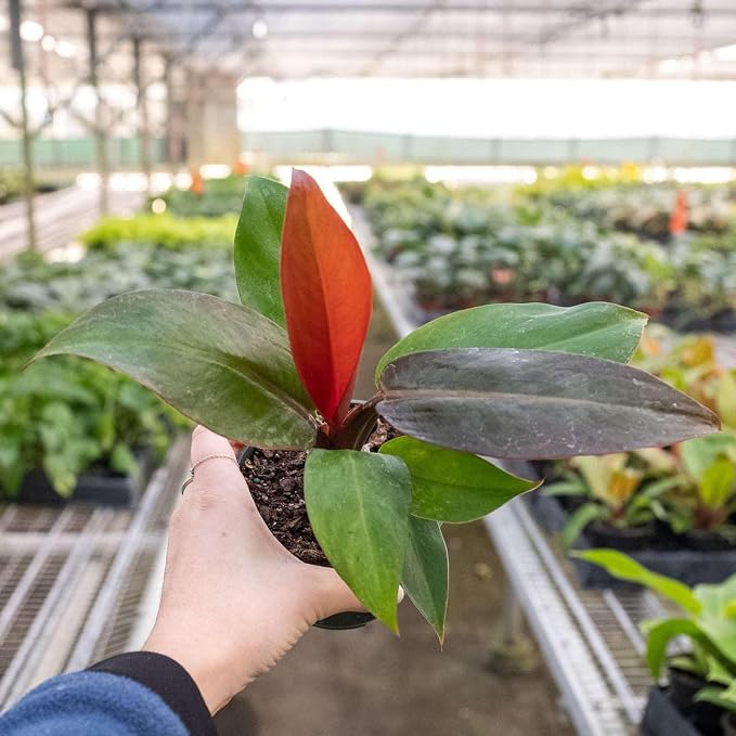 Philodendron Sun Red Live Plant for Indoor | Different Houseplants in 4'' & 6'' Pot | Real House Plant for Living Room, Office, Desk & Bathroom | Sun Red | Philodendron Selloum