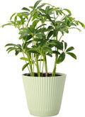 Thorsen's Greenhouse Live Arboricola Umbrella Tree Plant, Schefflera Arboricola, Natural Air Purifier, Easy to Grow, Live Indoor Houseplant, 4-inch Diameter (Sage)