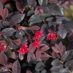 2 Gallon Southern Living Loropetalum Red Diamond Shrub
