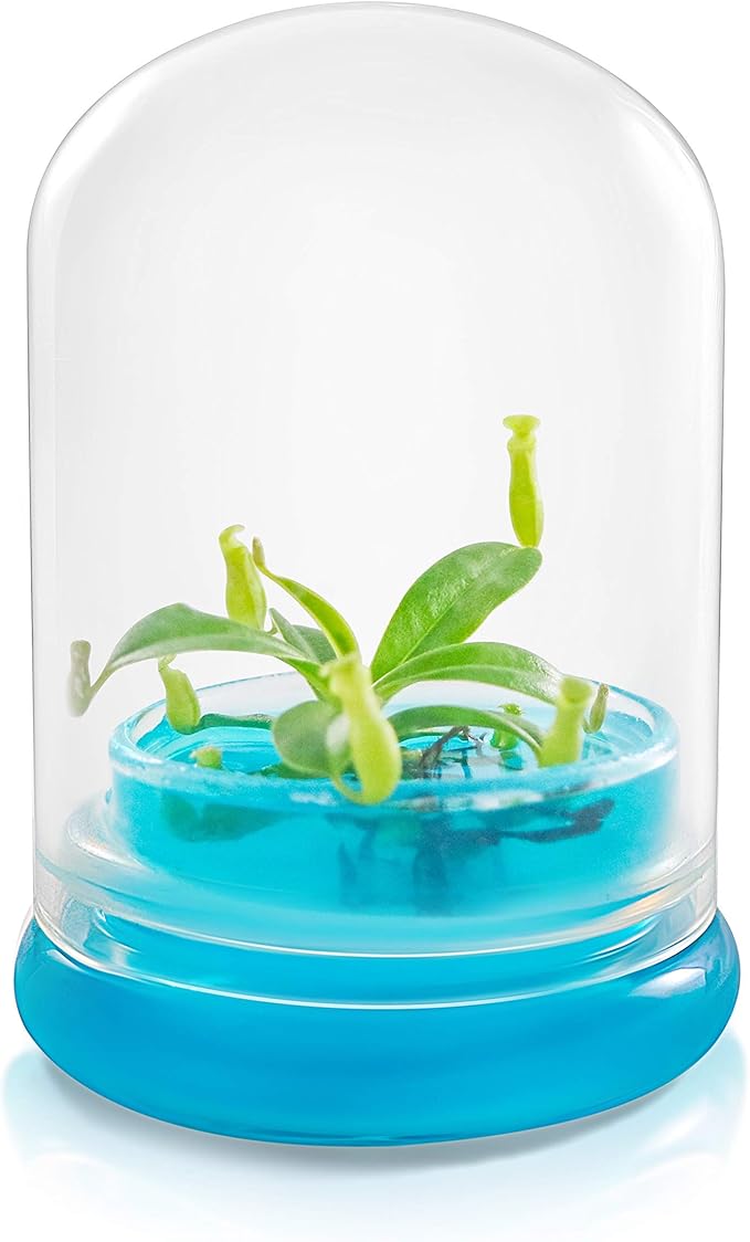 Bloomify Pitcher Plant – Live Nepenthes Tobaica – Zero Care Carnivore Plants Terrarium - Self-Sustaining Pitcher Plant Ecosystem – Great Gift for Birthdays, Christmas, Anniversaries