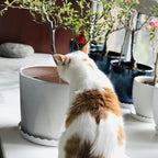3 Packs Plant Pot Grid Cover Protectors from Animals,20.8 Inch Soil Protector Covers, Cuttable Flower Pot Grid with 12 Stakes, Keep Cats Out of Potted Plants
