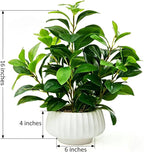 Artificial Peperomia Plant 16.5” Tall Lifelike Faux Greenery in 6” White Ribbed Ceramic Pot Realistic Indoor Fake Branches for Home Office Desk Shelf Bathroom Bedroom Farmhouse Decor