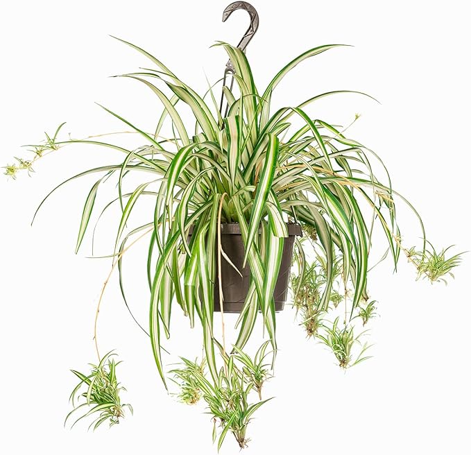 Perfect Plants Spider Plant in 8in. Hanging Basket | Live Houseplant for Indoor Growing | Easy to Care for & Keep Alive | Beautiful Green & White Variegated Leaves