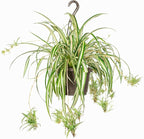 Perfect Plants Spider Plant in 8in. Hanging Basket | Live Houseplant for Indoor Growing | Easy to Care for & Keep Alive | Beautiful Green & White Variegated Leaves