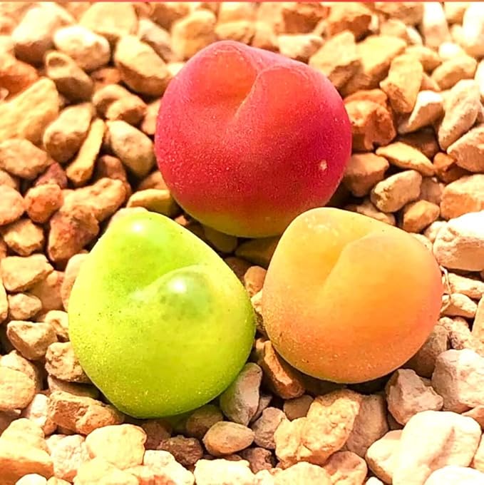 Pack of 3 Live Rare Conophytum Maughanii Exotic Succulent Plant Collector Item, Cute Jelly Bean Succulent Plant