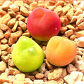 Pack of 3 Live Rare Conophytum Maughanii Exotic Succulent Plant Collector Item, Cute Jelly Bean Succulent Plant