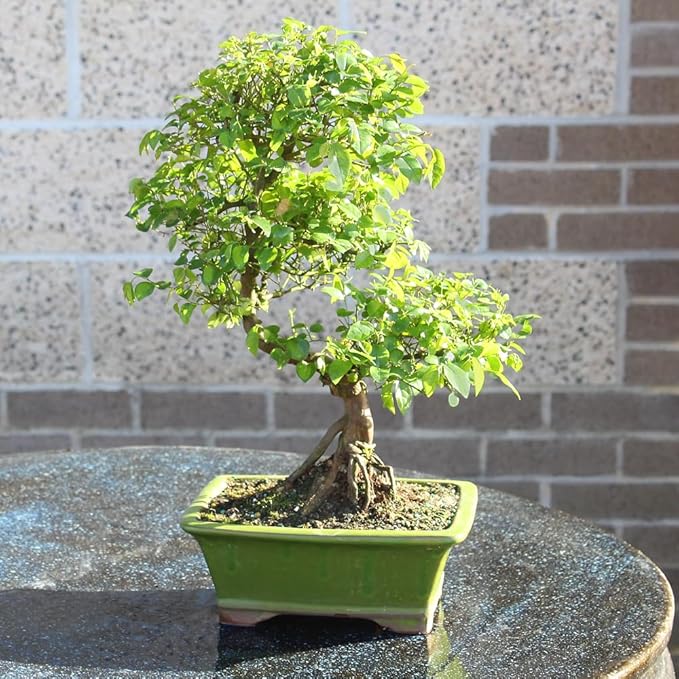 Chinese Sweet Plum