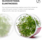 Ultum Nature Systems Glossostigma Elatinoides Tissue Culture Live Plant for Aquarium, Aquascape, Freshwater Fish Tanks - 100% Snail Free in Vitro