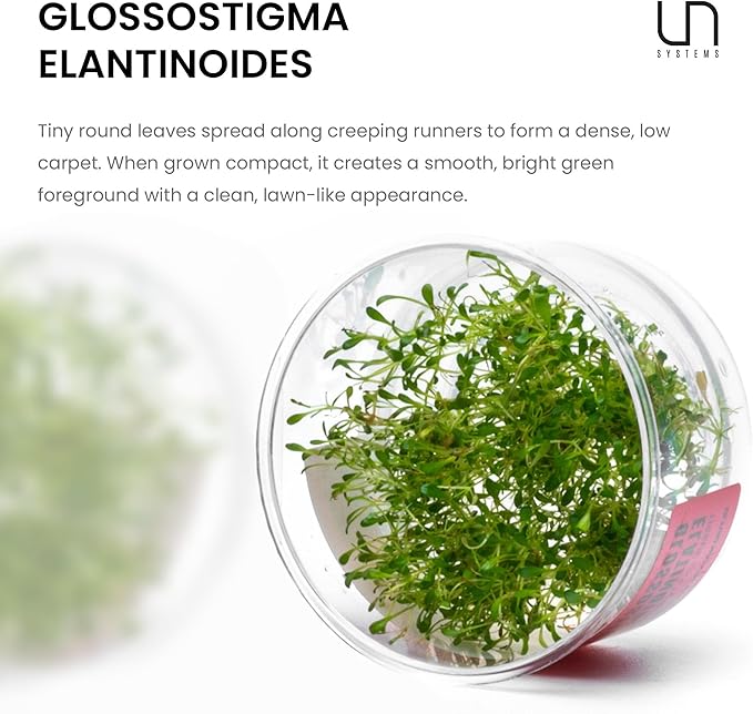 Ultum Nature Systems Glossostigma Elatinoides Tissue Culture Live Plant for Aquarium, Aquascape, Freshwater Fish Tanks - 100% Snail Free in Vitro