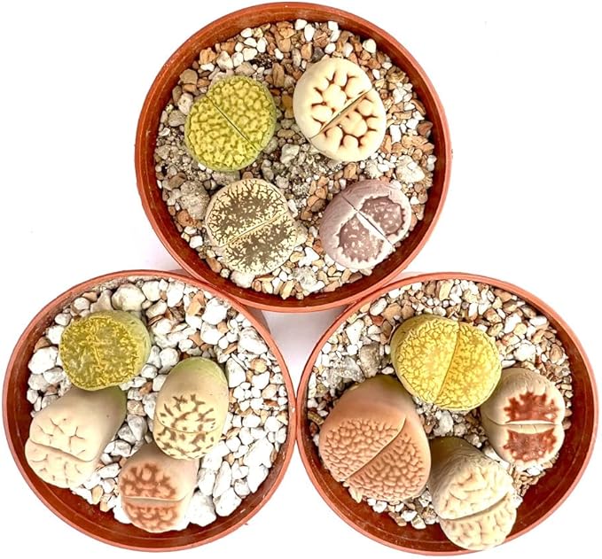 Pack of 10 Live Exotic Lithops Plant Large Size Rare Living Stone Seedling Perfect Terrarium Addition