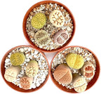 Pack of 10 Live Exotic Lithops Plant Large Size Rare Living Stone Seedling Perfect Terrarium Addition