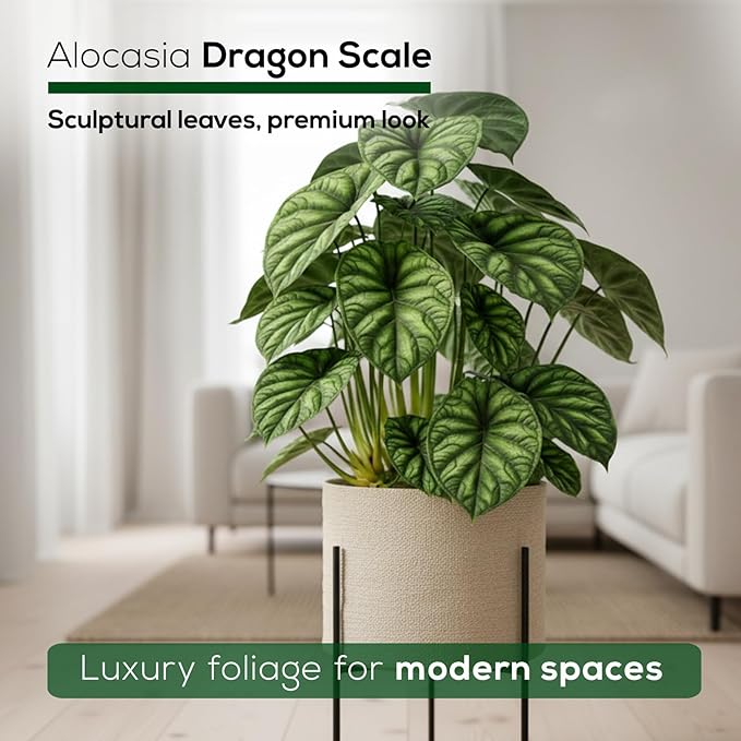 Alocasia Dragon Scale (4 Pack) Live Plant, Rare Indoor Alocasia, Elephant Ear Tropical Houseplant, Textured Foliage Plant, Starter Size Alocasia Plant,Houseplant for Home Decor and Indoor Growing