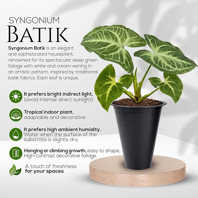 Syngonium Batik Plant (4 Pack) Live Starter Plants, Variegated Arrowhead Vine Houseplants, Easy Care Indoor Tropical Plants Live, Decorative Foliage Plants