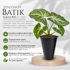 Syngonium Batik Plant (4 Pack) Live Starter Plants, Variegated Arrowhead Vine Houseplants, Easy Care Indoor Tropical Plants Live, Decorative Foliage Plants
