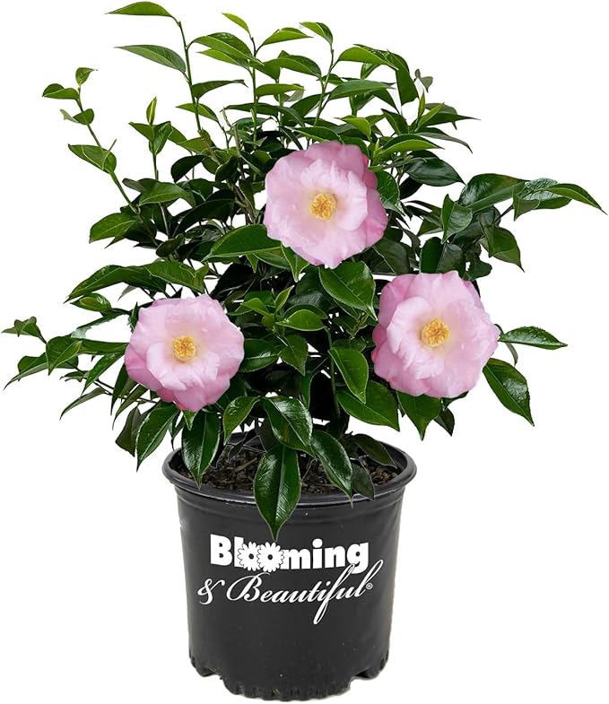 Blooming & Beautiful - April Remembered Camellia - 3 gal - Evergreen Shrub - Large Bright Rosy Red Peony Form Blooms - Zones 7-9 - Camellia Japonica ‘April Remembered’ - 3 Gallon Pot