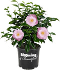 Blooming & Beautiful - April Remembered Camellia - 3 gal - Evergreen Shrub - Large Bright Rosy Red Peony Form Blooms - Zones 7-9 - Camellia Japonica ‘April Remembered’ - 3 Gallon Pot