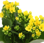 Florist Kalanchoe Live Succulent Plants (3 Pack), Flowering Flaming Katy Succulents, Easy Plant Care, Approx. 7 in. Tall, Drought-Tolerant Indoor Houseplants in 3.5 in Pots