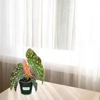 Bumble Plants Begonia Maculata Live Plant [Winter Thermal Packaging Included] | Polka Dot Angel Wing Indoor Plant | Air-Purifying Benefits, and Easy Care Houseplant | Low Light Indoor Plants