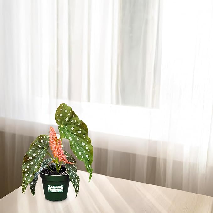 Bumble Plants Begonia Maculata Live Plant [Winter Thermal Packaging Included] | Polka Dot Angel Wing Indoor Plant | Air-Purifying Benefits, and Easy Care Houseplant | Low Light Indoor Plants
