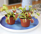 Altman Plants Live Venus Fly Traps Carnivorous Plants (3PK), Live Plants & Indoor Plants for Kids, Live Venus Fly Trap Plant Terrarium Plant Trio in Adult Venus Fly Trap Soil & Carnivorous Plant Soil