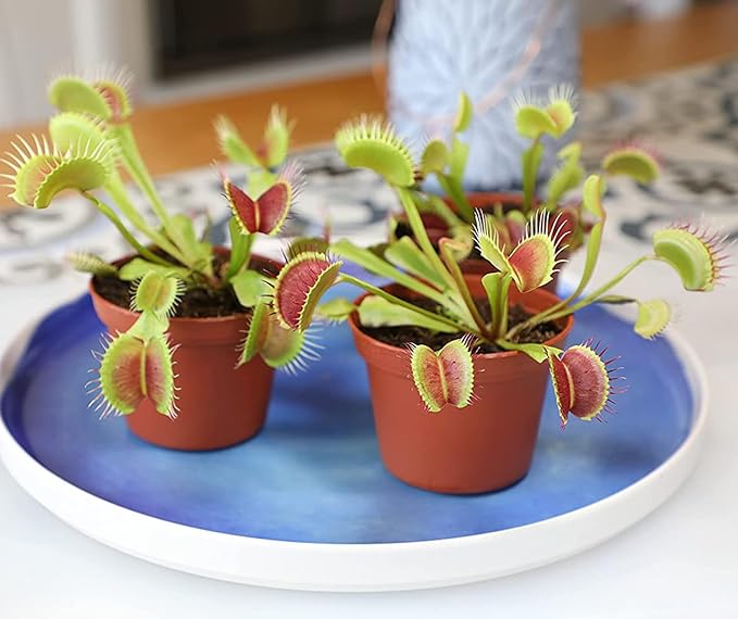Altman Plants Live Venus Fly Traps Carnivorous Plants (3PK), Live Plants & Indoor Plants for Kids, Live Venus Fly Trap Plant Terrarium Plant Trio in Adult Venus Fly Trap Soil & Carnivorous Plant Soil