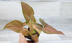 Syngonium Pink Perfection, Syngonium Pink Schott, Syngonium Pink Arrow Live Rare Houseplants All Plants are Fully Rooted Plants in 4 inch Pot by 3exoticgreen