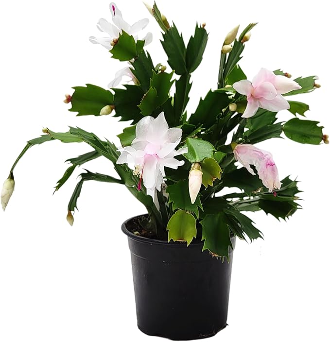 Thanksgiving Cactus, Live Indoor Plant, Flowering Houseplant, Christmas Cactus, Pink White Seasonal Blooms, 4-Inch Pot, Pet Safe Holiday Decor, Free Heat Pack
